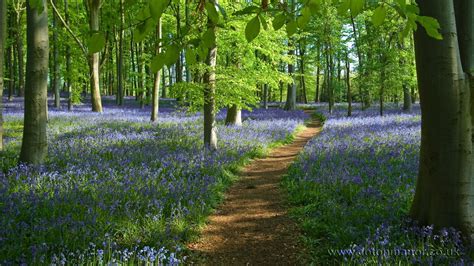 Bluebell Woods Wallpapers Wallpaper Cave