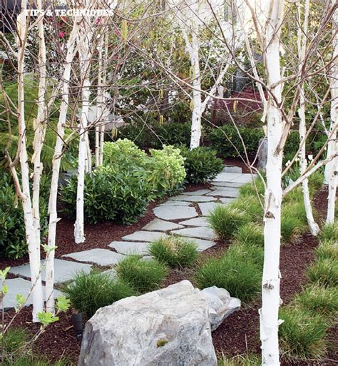 Front Yard Idea Flagstone Path White Birch Tree Trunks Grasses And