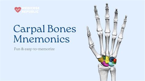 Carpal Bones Mnemonic Explained With 3d Bone Models