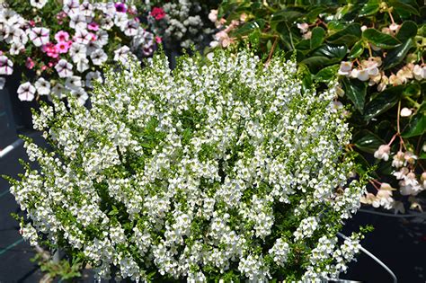 Serenita White Angelonia Angelonia Angustifolia Pas811168 In