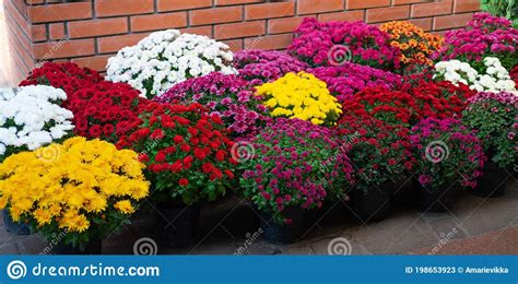 Sale Of Autumn Flowers In Pots Chrysanthemum Bushes In Pots Autumn