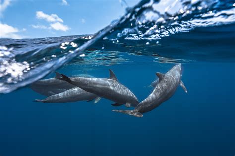 Animal Dolphin Hd Wallpaper
