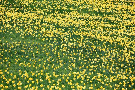 A Field Full Of Yellow Flowers And Green Grass