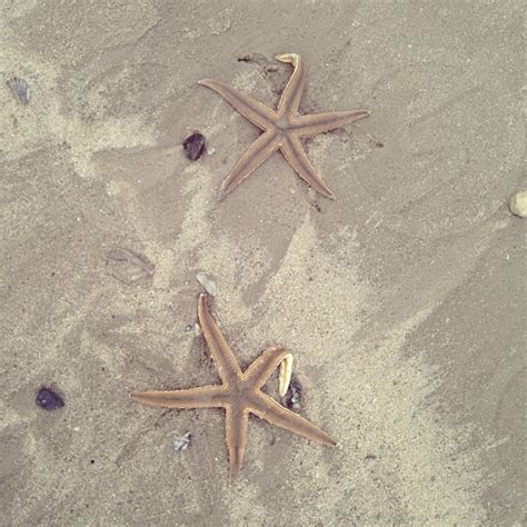 Starfish Port Aransas Texas Texas Coast Beach Coast Shore Sea