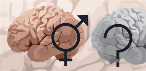 Unexpected Similarities Between Male And Female Brains