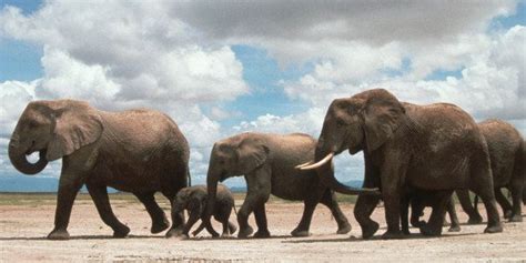 More Than 20000 Elephants Poached In Africa In 2013 Huffpost Impact
