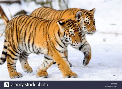 Two Young Siberian Tigers Panthera Tigris Altaica Walking In Snow