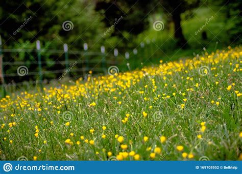Green Field Of Bright Yellow Flowers In The Country Stock Photo Image