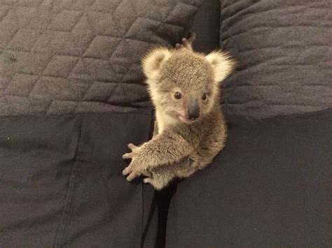 36 Cuddly Animals From Australia For Those Who Are Scared Of Snakes And