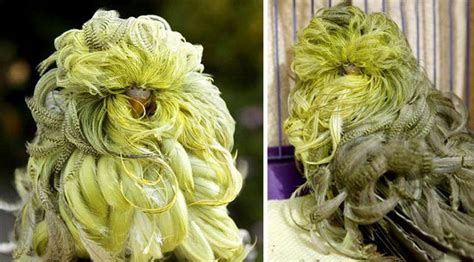 17 Animals With Long Hair And Gigantic Hairstyles