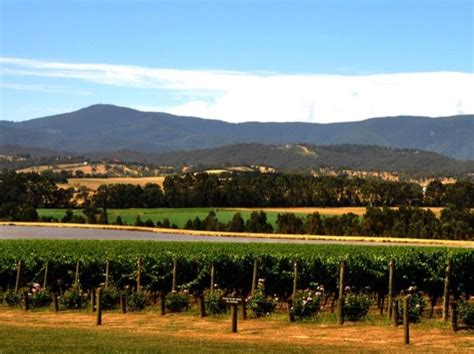 Melbourne Australia Tour The Best Yarra Valley Winery Private Tour