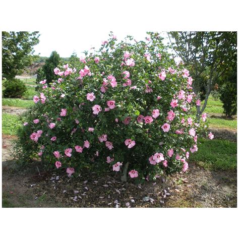 pink rose of sharon pink althea 1 gallon potted plant pink etsy