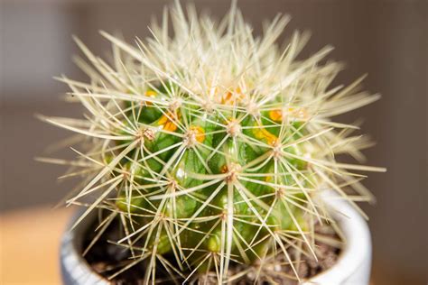 Round Cactus Plants