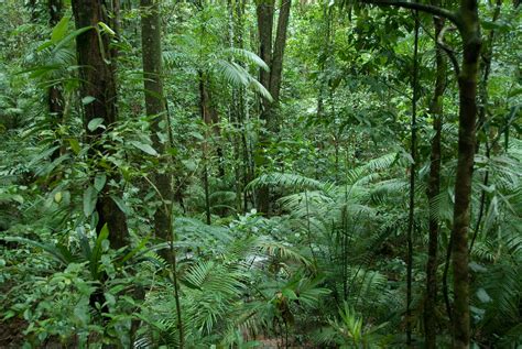 Rainforest Floor Rainforest Floor In Daintree Discovery Ce Good