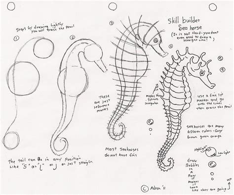 Https://tommynaija.com/draw/how To Draw A Sea Horse
