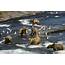 Alaskan Brown Bears Catching Salmon  Mcneil River Alaska Photograph