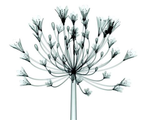 X Ray Image Of A Flower Isolated On White The Bell Agapanthus R Ntgen Image O Sponsored