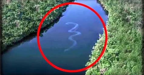 What Is The Largest Anaconda Ever Found Srusbxe