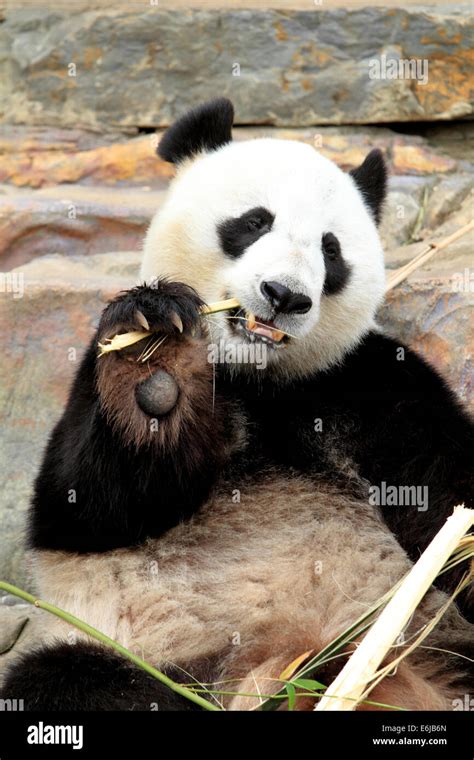 Giant Panda Chewing Bamboo At Adelaide Zoo Australia Stock Photo Alamy
