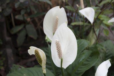 So even if ol' fido or kitty were to take a nibble, there wouldn't be an immediate toxic threat. Clean Air With Peace Lilies: Using Peace Lily Plants For ...