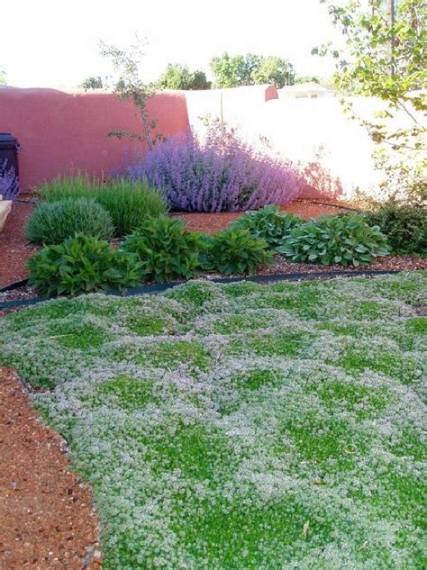 Xeriscape Ground Cover Zone 9 Ground Cover Is Best