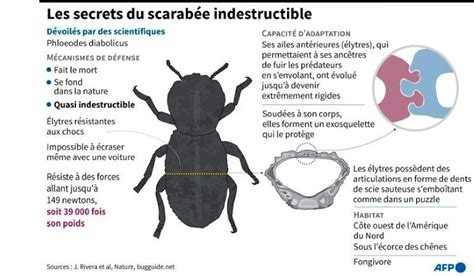 Sciences And Technique Les Secrets Du Scarabée Indestructible à La Loupe