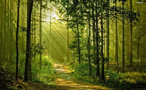 Path In The Sunny Forest Hd Wallpaper