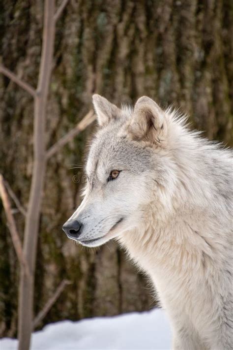 A Profile View Of An Arctic Wolf In The Forest Stock Photo Image Of