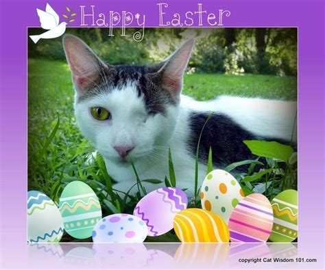 Happy Easter Cat Cat Wisdom Everything Feline Since Easter Cats Easter Egg Art
