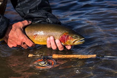 How To Fly Fish For Trout An Angler S Guide Into Fly Fishing