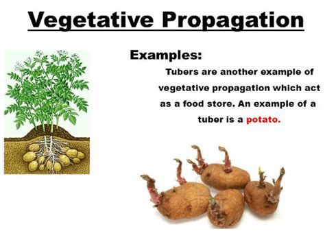 Asexual Reproduction Types Examples And Advantages