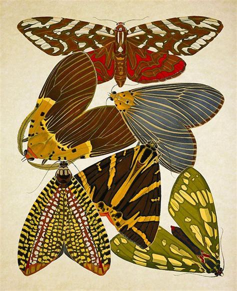 Botanical Print Butterflies Botanical Illustration Butterfly Print