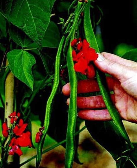 Scarlet Runner Bean Seeds — Seeds N Such