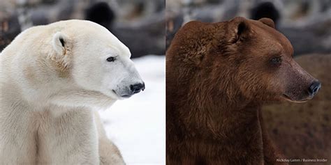 Polar Bear And Grizzly Bear