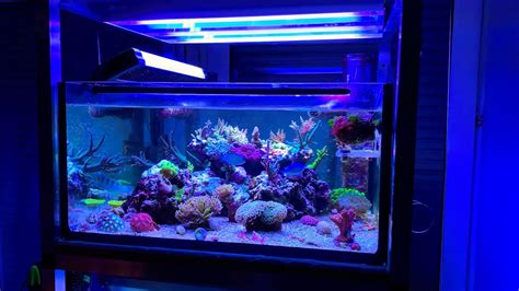 90 Gallon Reef Tank The Three Stages Corals Youtube