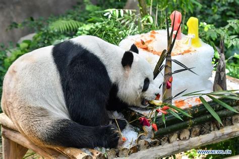 Malaysia Celebrates Birthday Of Giant Pandas Cgtn