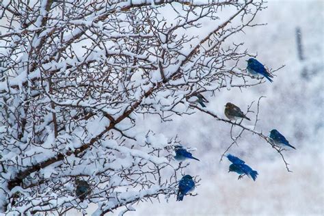 Bluebirds In Montana Winter Kinds Of Birds Love Birds Beautiful Birds