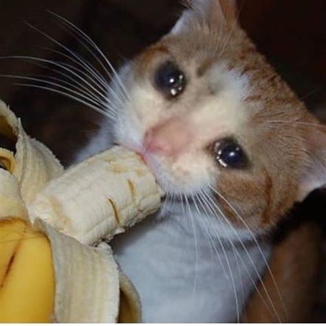 Michi Llorando Y Comiendo Un Plátano Sad Cat Meme Cute Cat Memes Cute