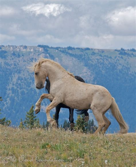 12 Best Images About Cloud The Wild Stallion On Pinterest The Fog