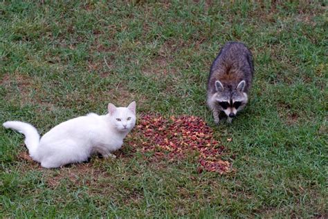 Cat And Raccoon Stock Photo Image Of Zoology Nature 19533228