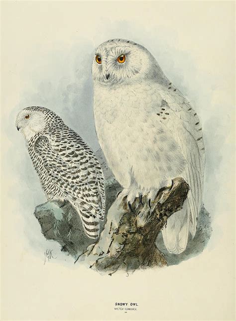 Snowy Owl 2 Painting By Dreyer Wildlife Print Collections
