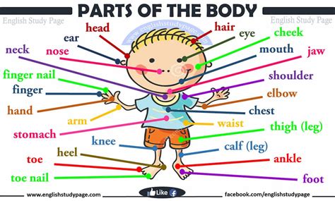 Parts Of Human Body English Study Page