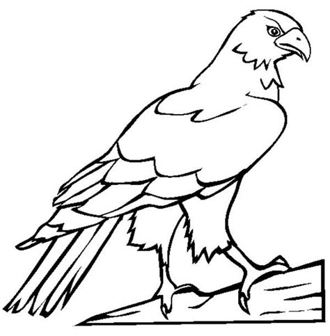 Falcon Bird Picture Coloring Pages Netart Bird Coloring Pages
