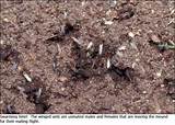Images of Fire Ants Swarm
