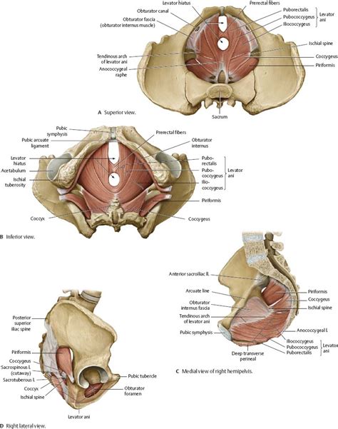 Absolute abdominal muscle size in males and females. Abdominal Wall - Atlas of Anatomy