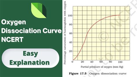 Oxygen Dissociation Curve Neet Ncert YouTube