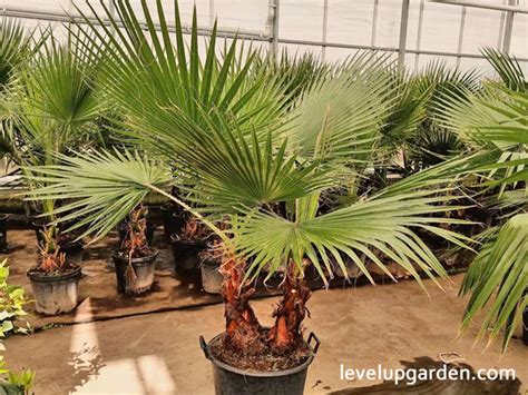 Ultimate Guide To Mexican Fan Palm Washingtonia Robusta