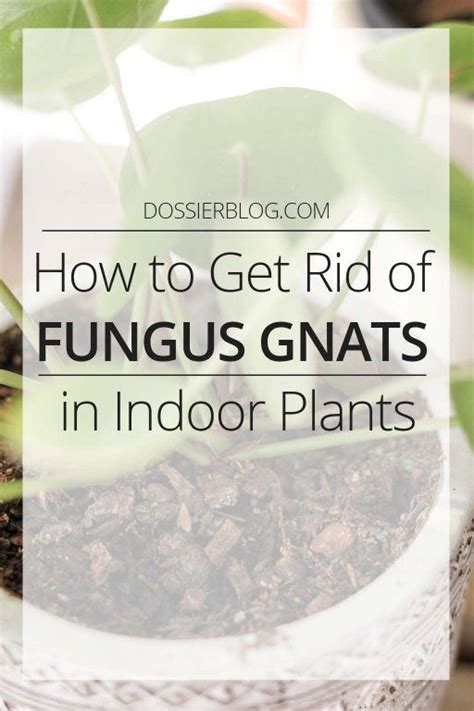 How To Get Rid Of Fungus Gnats For Indoor Plants Gnats In House