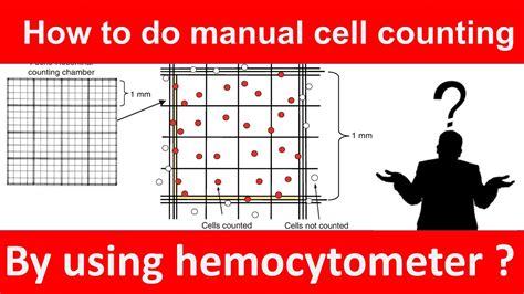 How To Count Cells Manually In Laboratory Youtube