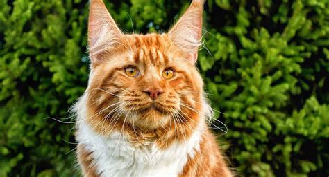 Different Breeds Of Big House Cats Cat Meme Stock Pictures And Photos